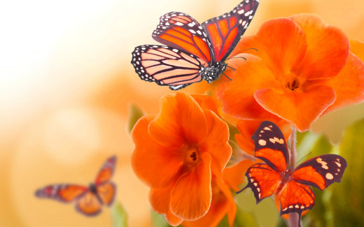 895918 (a): :2560x1600